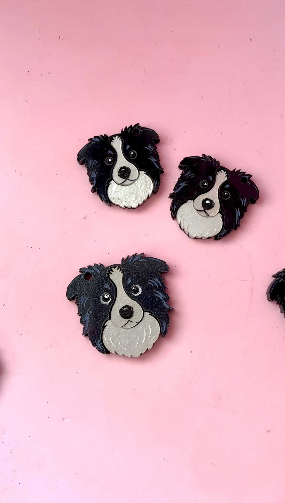 Border collie
