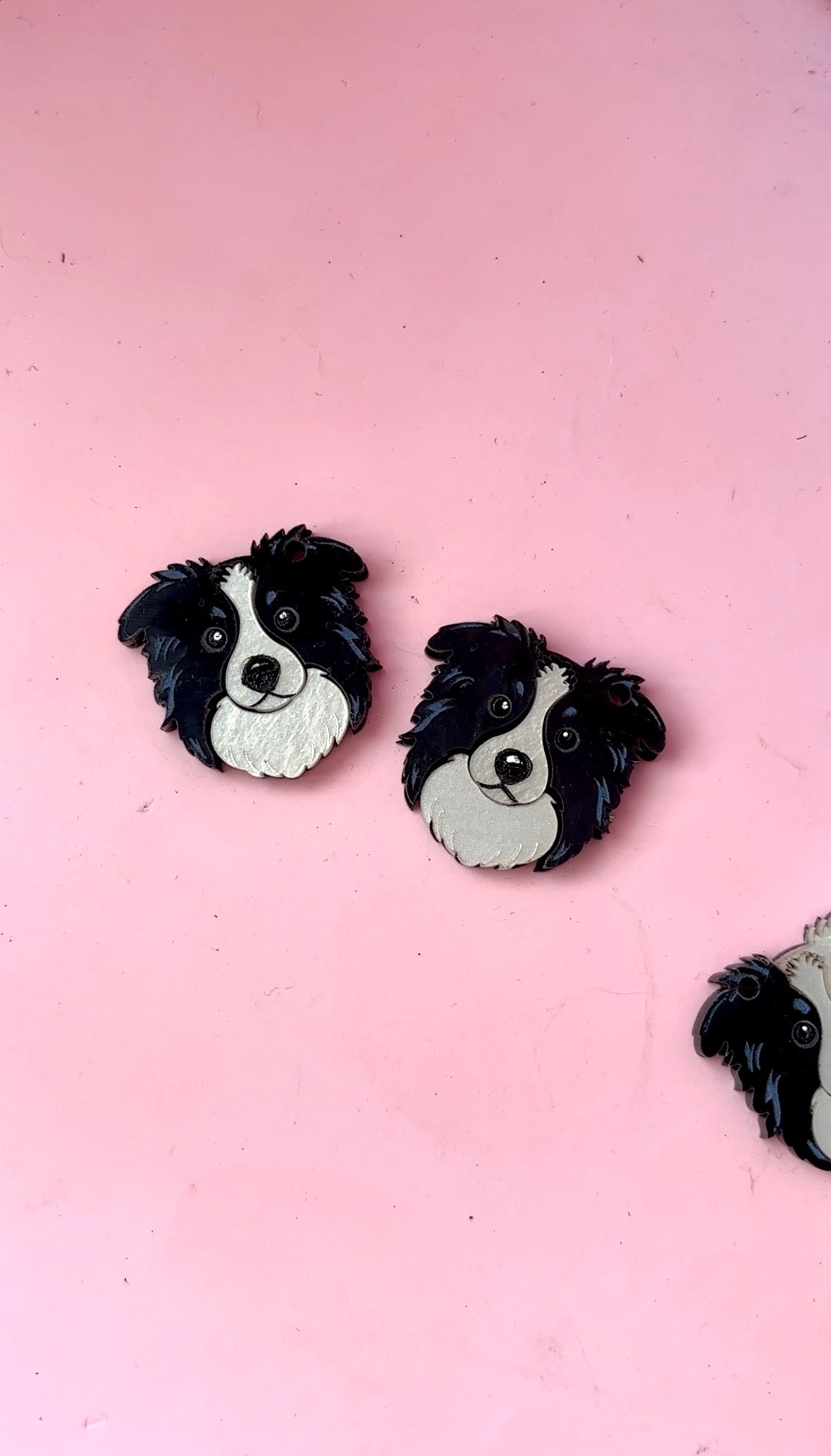 Border collie